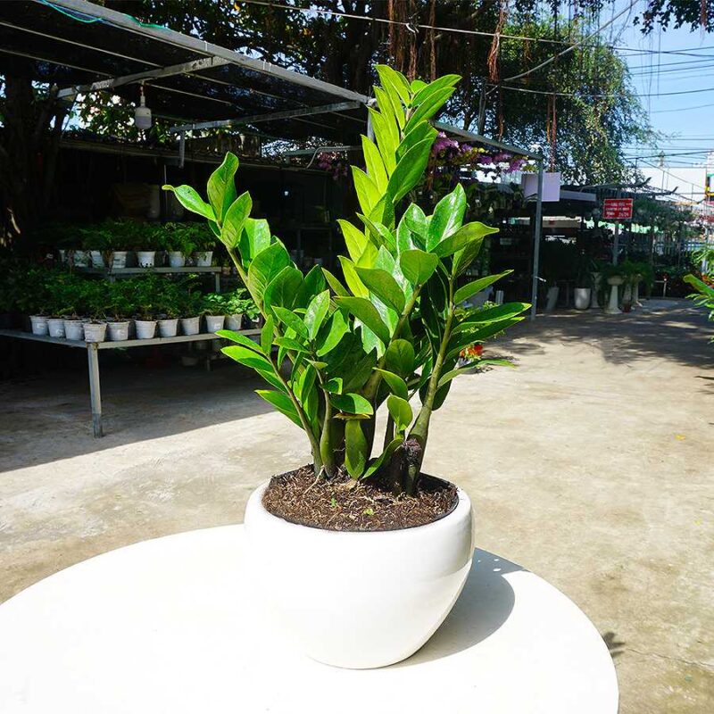 Đặt cây kim tiền đúng cung Tài lộc, tiền tự chảy vào nhà, đó là vị trí nào?