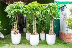 4 loại cây trồng trước cửa hứng lộc, 3 cây trồng sau nhà trấn giữ của cải